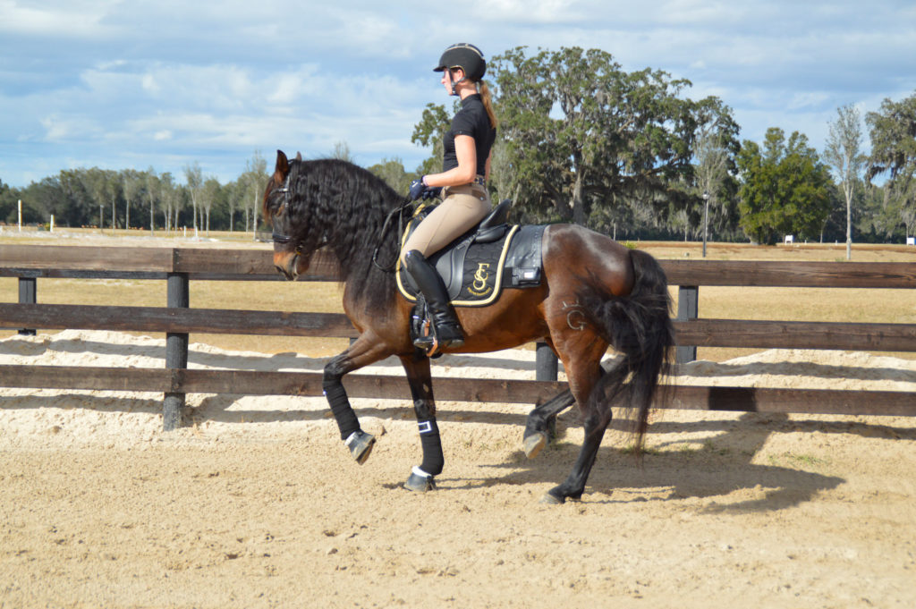 Horse Saddlefitter USA - Equine Saddlefit